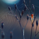 Illustration for article titled The Best Biology Photos Of 2014 Will Take You To Another World